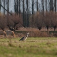 Blauwe reiger op muizen-, kikker- en insectenjacht, in een weiland tussen de runderen, in de Biesbosch.