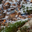 Boomklever zoekt naar beukennootjes in het bos tijdens een winterdag.