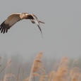Bruine kiekendief man jaagt op vogels bij een rietkraag in april, in de ochtendnevel 6x12.
