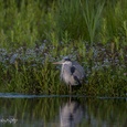 Blauwe reiger, verscholen tussen de moerasvergeet-mij-nietjes, is op jacht in juni.