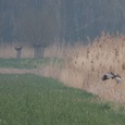 In de ochtendnevel stort de Bruine kiekendief man zich op een prooi, bij een rietkraag, in april 12x12.