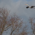 Blauwe reiger vliegt met gestrekte nek, vlak voordat deze het nest bereikt in de kolonie, in februari 2x4.