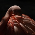 Chileense flamingo in rust.