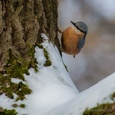 Boomklever foerageert met vorst op een boom in het bos, na zware sneeuwval, begin februari 1x2.