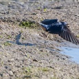 Boerenzwaluw vliegt vanaf het slik, met modder in de snavel naar het nest in wording, in mei, waarbij de metaalglans van de veren goed opvalt 2x2.