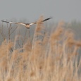 Bruine kiekendief man jaagt vlak boven een rietkraag op vogels, in de ochtendnevel, in april 4x12.