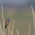 Zingende blauwborst man in het riet met een vliegend insect, op een lenteochtend 1x4.