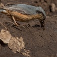 Boomklever in het bos, in april, schraapt met zijn snavel een laagje modder van een zandpad voor de nestholte 2x8.