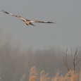 Bruine kiekendief man jaagt bij een rietkraag in de ochtendnevel op vogels, in april 3x12.