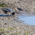 Boerenzwaluw verzamelt modder op het slik, voor de nestbouw in mei, waarbij de metaalglans van de veren goed opvalt 1x2.