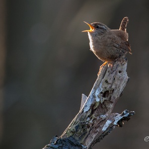 Op de dag dat de lente begint, zingt deze Winterkoning in het bos, de opkomende zon tegemoet.