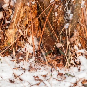 Na zware sneeuwval in januari, komen de schutkleuren van deze Winterkoning, aan de voet van een boom goed van pas in een bos vol hongerige monden.