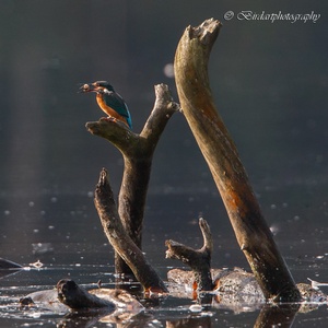 De vis wordt nu met de kop richting snavel gekeerd, vlak voordat deze wordt ingeslikt, om te voorkomen dat de vis met de harde vinstralen blijft haken in de keel. Vogels die vis eten, slikken altijd met de kop eerst! 18x20.