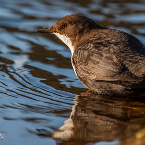 Jagende Zwartbuikwaterspreeuw op de uitkijk naar o.a. waterinsecten, in januari 3x11.