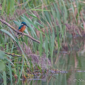Vissende IJsvogel op een tak boven de beek, in september.