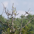 Koekoek man, roept begin mei in een boomtop in het veld, in de nabijheid van riet.