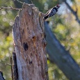 Kleine bonte specht man, op een dode boom op zoek naar insecten, in september 2x2.
