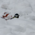 Na een nacht met zware sneeuwval zoekt een koolmees op de vroege ochtend, tijdens sneeuwval met een ijzige wind, naar beukennootjes op een bospad (onder een sneeuwdek van 12 cm.) 2x4.