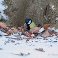 Koolmees man heeft een beukennootje opgegraven aan de voet van een boom, na zware sneeuwval in februari 2x3.