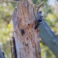 Kleine bonte specht man, op een dode boom op zoek naar insecten, in september 1x2.