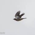 Kramsvogel in vlucht, als wintergast in Nederland.
