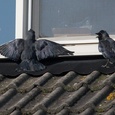 Gluren bij de buren, lijkt het wel! Een van deze twee echtelieden, welke hun nest in de zijkant van deze dakkapel hebben, besloot eens lekker te gaan zonnen.