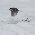 Na zware sneeuwval zoekt een koolmees in februari, naar beukennootjes op een bospad en vliegt verder 4x4.