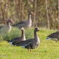 De voorste twee kolganzen op de foto, overwinteren met Grauwe ganzen in Nederland.