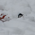 Na een nacht met zware sneeuwval zoekt een koolmees op de vroege ochtend, tijdens sneeuwval en een ijzige wind, naar beukennootjes op een bospad (onder een sneeuwdek van 12 cm.) 3x4.