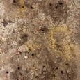 Graafgangen van de Gewone mestkever (Geotrupes stercorarius) bij paardenmest op een zandpad in het bos, in oktober.