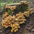 Zwavelkoppen (Hypholoma fasciculare) (hoeddiameter: tot 5 cm.) op een stronk, in het bos, in oktober.