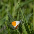Oranjetipje vrouw (Anthocharis cardamines) op een grasspriet in de Biesbosch, in april 1x2.