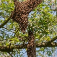 De koningin van de honingbijen (Apis mellifera) trekt er op uit met haar gevolg in de Biesbosch, in juni 4x5.