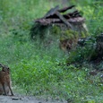 Haas (Lepus europaeus) rust even uit, op een vroege zomerochtend in het bos 3x4.