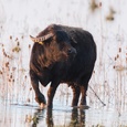 Waterbuffel (Karbouw) (Bubalus arnee) bij opkomende zon tussen de distels op ondergelopen grasland, op een koude ochtend begin maart.