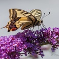 Koninginnepage (Papilio machaon) snoept van de nectar van een Buddleja, op een prachtige dag in juli 2x2.