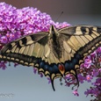 Koninginnepage (Papilio machaon) geniet samen met een Aardhommel van de nectar op een bloem van de Buddleja, in juli 1x2.