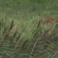 Moeder vos (Vulpes vulpes) leert haar kind jagen in alle vroegte, in de Oostvaardersplassen.