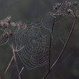 Spinnenweb met dauwdruppels in een berenklauw (Heracleum sphondylium).