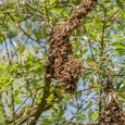 De koningin van de honingbijen (Apis mellifera) trekt er op uit met haar gevolg in de Biesbosch, in juni 2x5.
