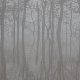 Diep in de Biesbosch in de mist, lijkt alles tot leven te komen.
