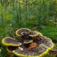 Dennenvoetzwam (Phaeolus schweinitzii) (diameter: 20 cm.) in het bos, in september.