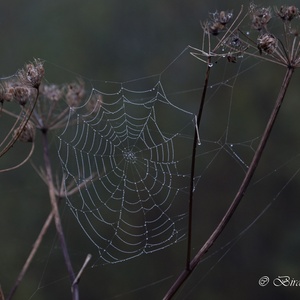 Dit spinnenweb in een uitgebloeide Berenklauw in oktober, bestaat uit duizenden dauwdruppeltjes...