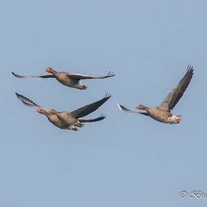 Grauwe Ganzen in vlucht in september 3x3.