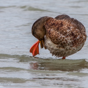 Wilde Eend man in augustus in eclipskleed (=overgangskleed) verzorgt het verenkleed in het water van de Oostvaardersplassen.
