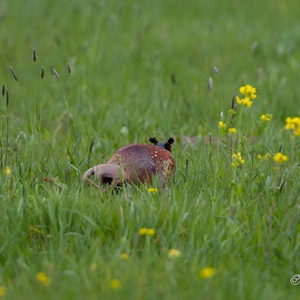 Fazantenhaan met zijn opvallende pluimen op zn kop, sluipt al foeragerend door het hoge gras tussen de gele bloemen, in april 2x2.