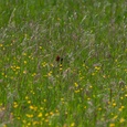 De rode kopkleur van een fazantenhaan verraadt hem in het hoge gras tussen de boterbloemen.