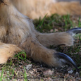 De dodelijke tenen van de oehoe met klauwen van 2 tot 4 cm!