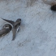 Een koppel oeverzwaluwen bij hun nestholte aan een beek in juli 4x5.