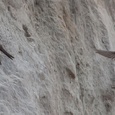 Koppel oeverzwaluwen bij hun nestholte aan een beek, met een oeverzwaluw uit de kolonie die voorbij vliegt, juli 3x5.